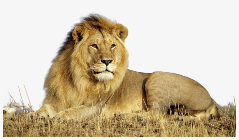 Lion Png Photo - Lion Png, transparent png download