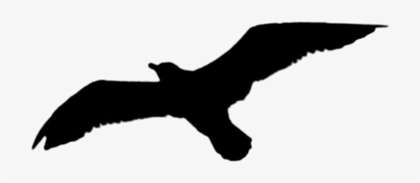 Single Soaring Black Bird Stock Photo 0214 Png By Annamae22-d81v3ur - Stock, transparent png download