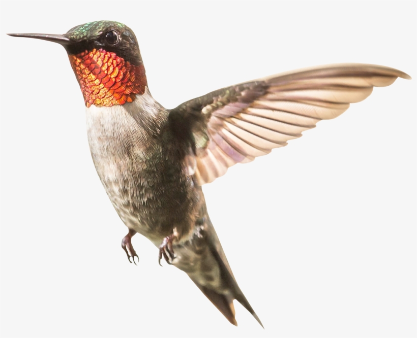 Png Transparent Free Images Only Photo X - Png Transparent Hummingbird Png, transparent png download