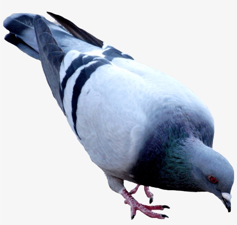 Pigeon Png, transparent png download