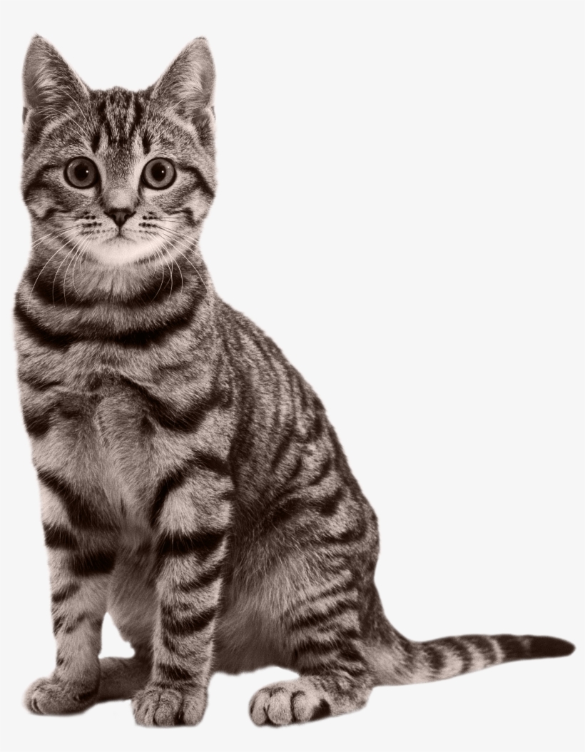 Free Icons Png - Cat On Clear Background, transparent png download