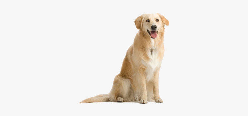 Dog Png - Sit Dog, transparent png download
