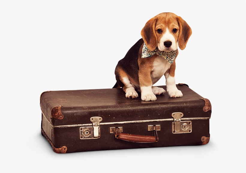 Slider-dog - Viaje Perro, transparent png download