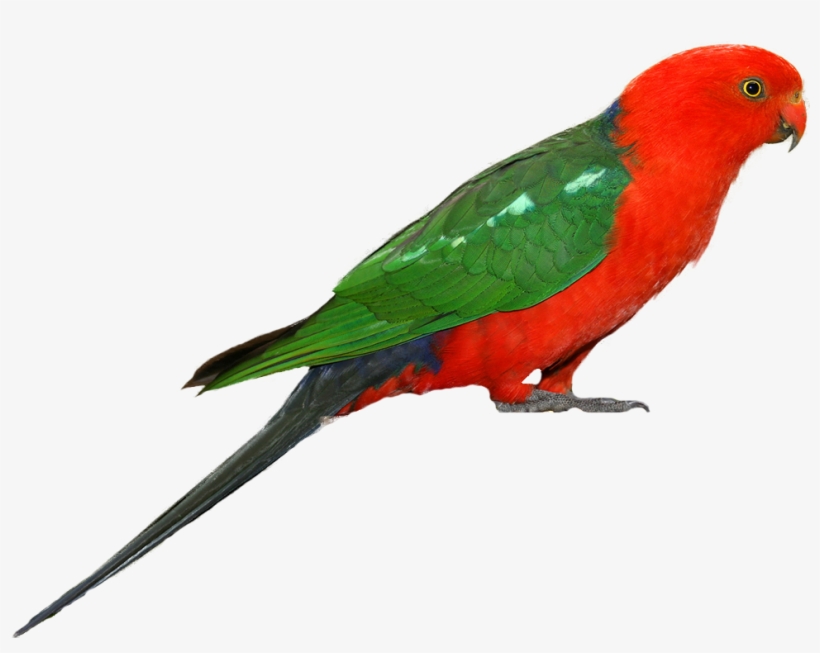 Birds Png Fils - Australian King Parrot Png, transparent png download