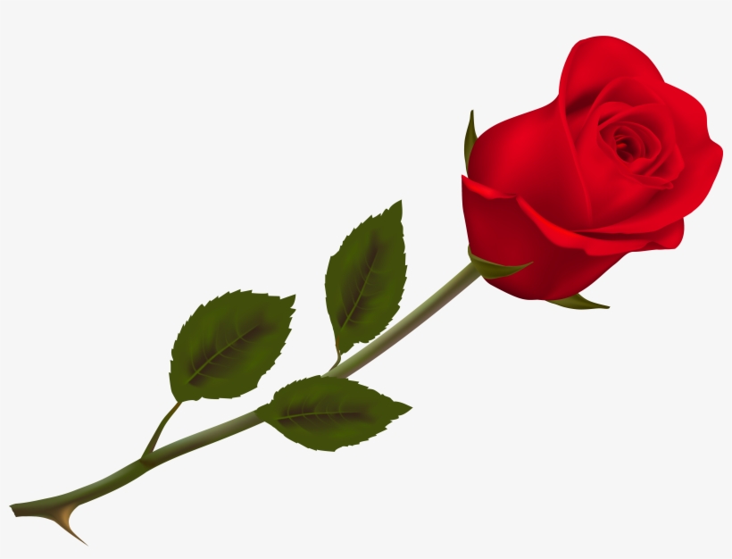 Red Rose Png, transparent png download