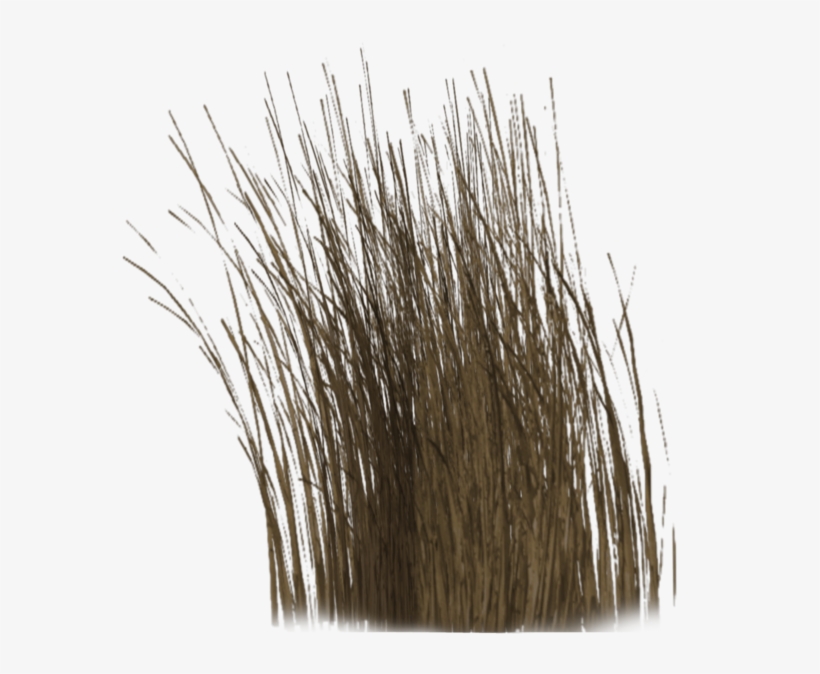 Dry Grass Clipart Dead - Dry Plants Png, transparent png download