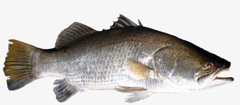 Share This Article - Fish Png, transparent png download
