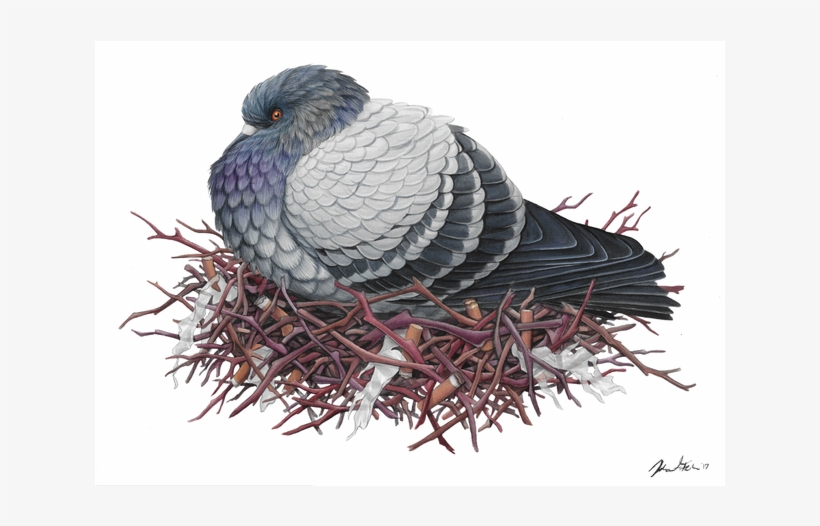 "rock Pigeon\ - Turkey, transparent png download
