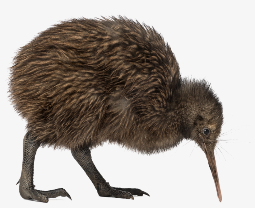 Kiwi Bird Png Image - Kiwi Bird Transparent, transparent png download