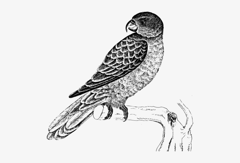 Vector - Parrot Black And White Png, transparent png download