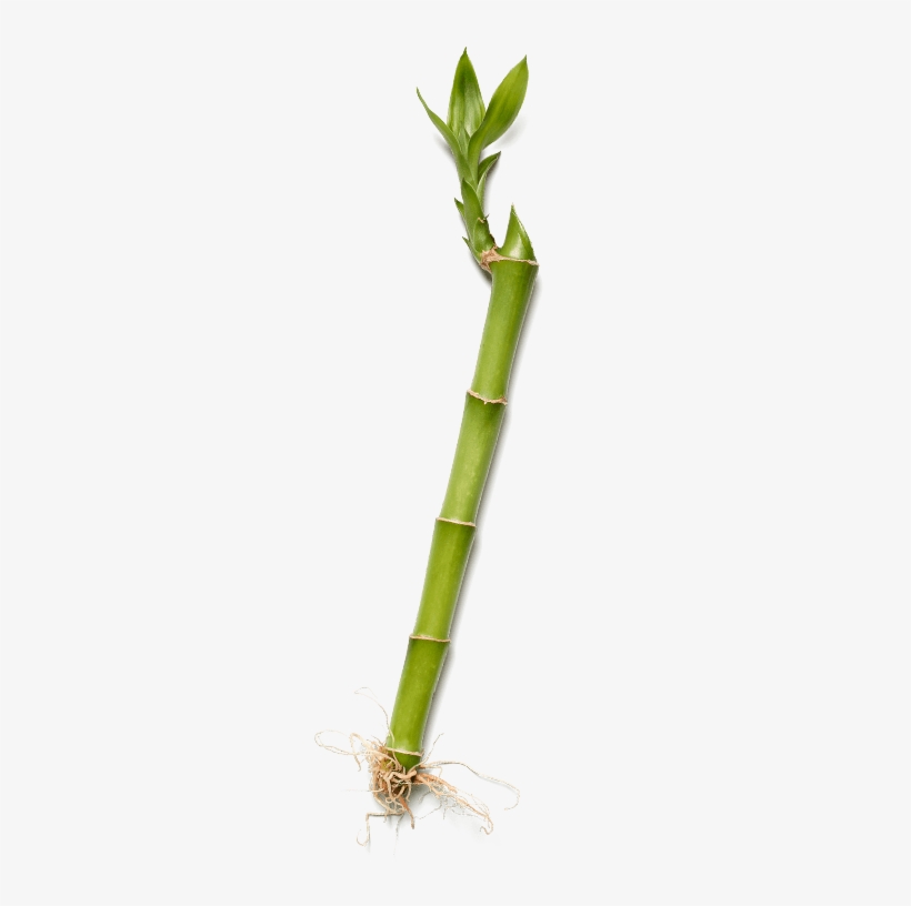 Images - Bamboo, transparent png download
