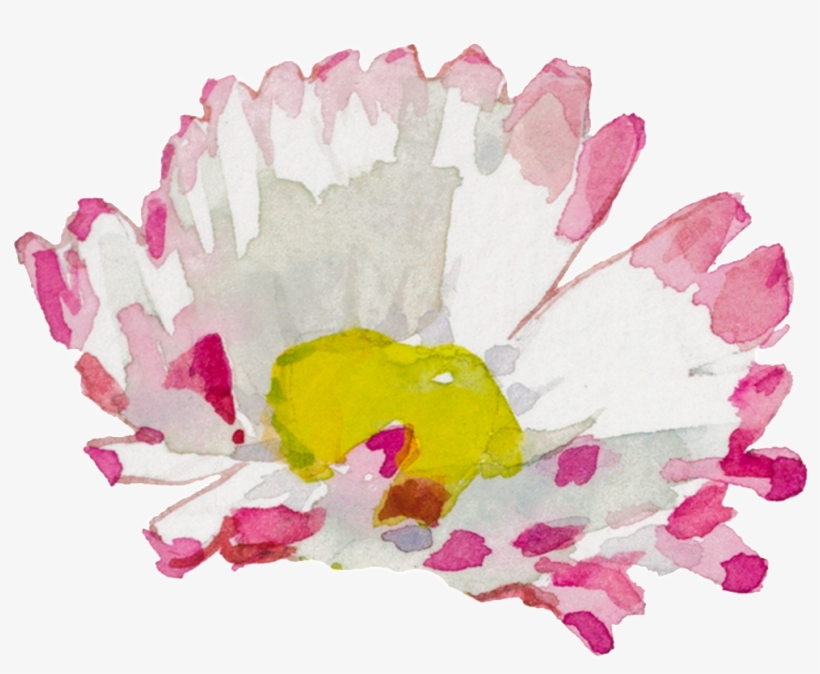 White Pink Hand Painted Chrysanthemum Watercolor Transparent - Watercolor Paint, transparent png download