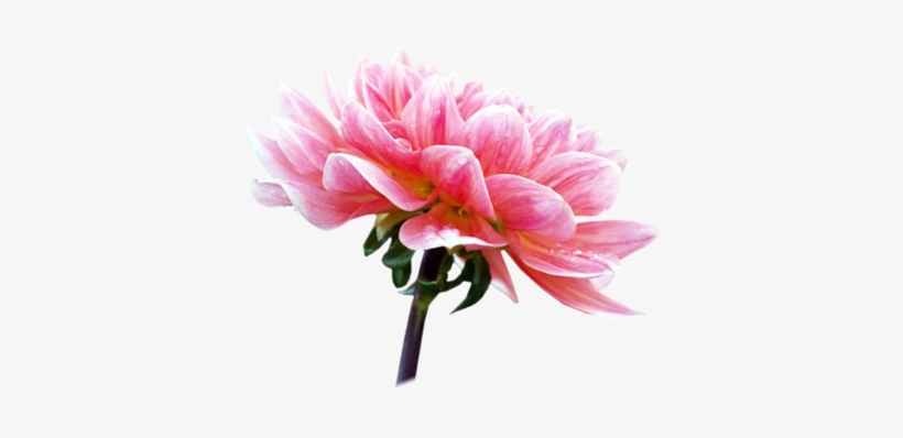 Pink White Flwr - Portable Network Graphics, transparent png download