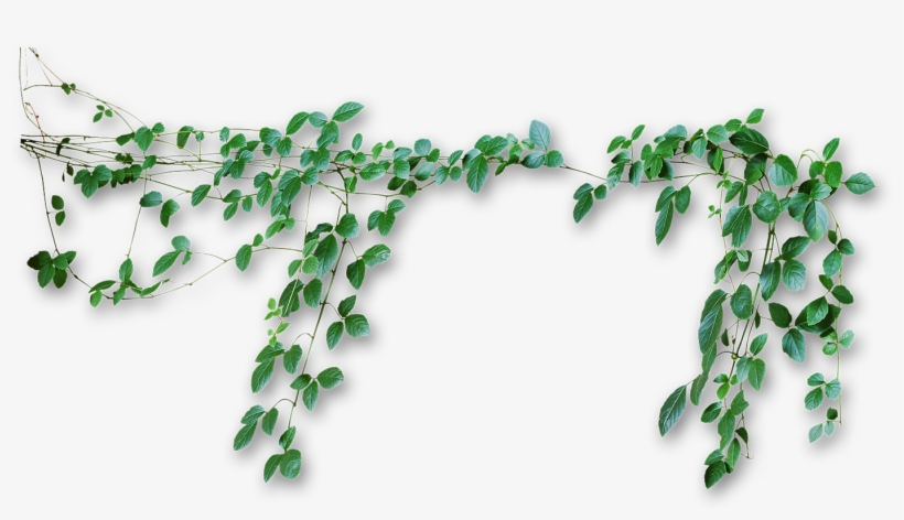 Vines Png PNG Image | Transparent PNG Free Download on SeekPNG