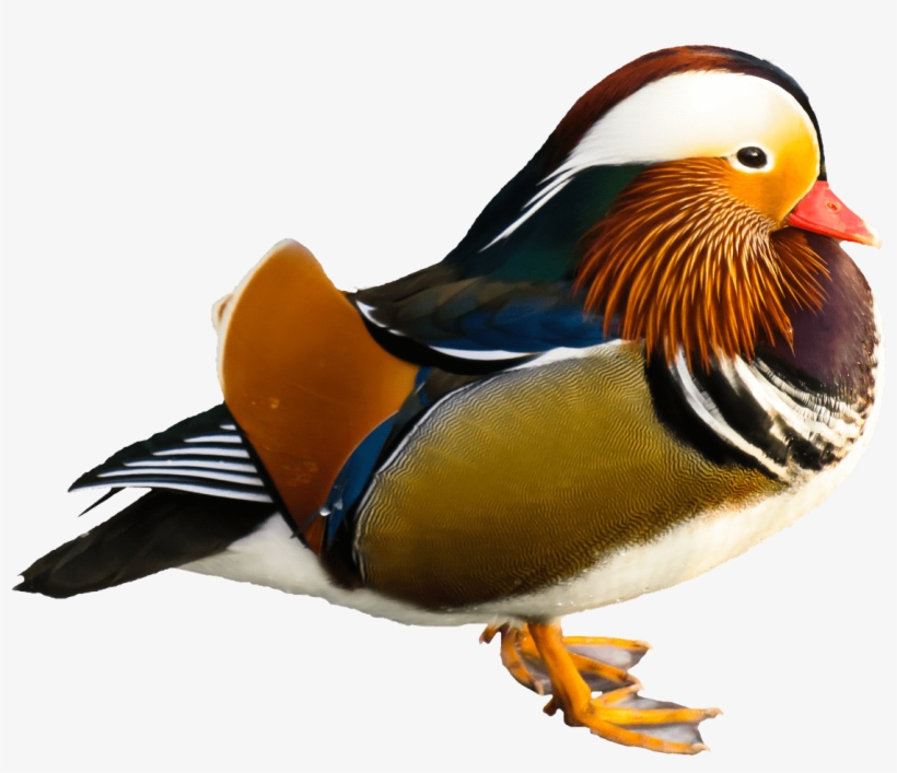 Bird Mandarin Duck Transparent Png - Mandarin Duck No Background, transparent png download