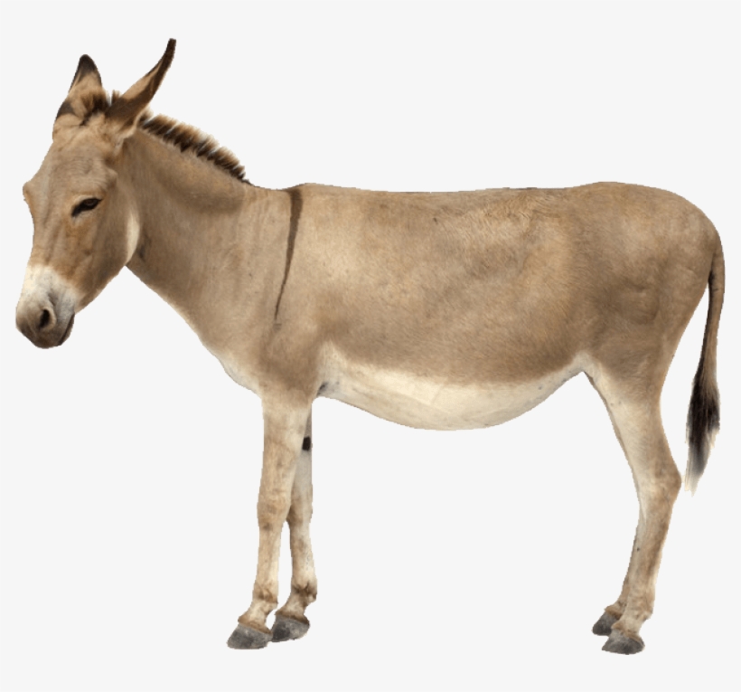 Free Png Donkey Png Images Transparent - Donkey Png, transparent png download