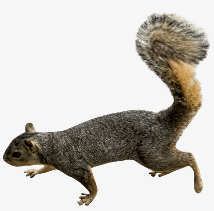 Animals - Squirrels - Squirrel Png, transparent png download