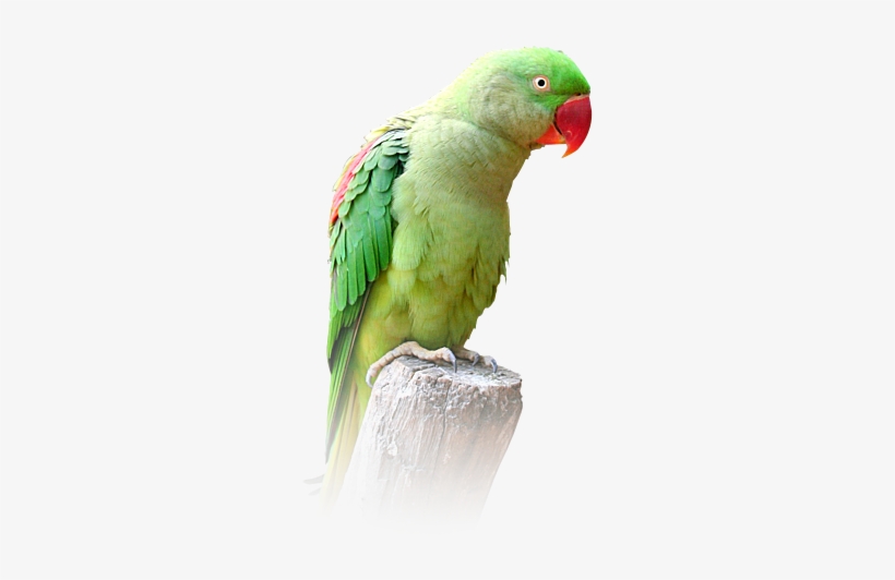 Image Black And White Download Alexandrine Parakeet - Ring Necked Parakeet Png, transparent png download