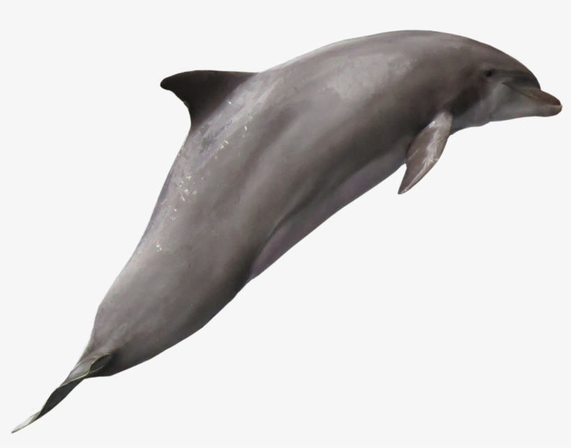 Dolphin Png, transparent png download