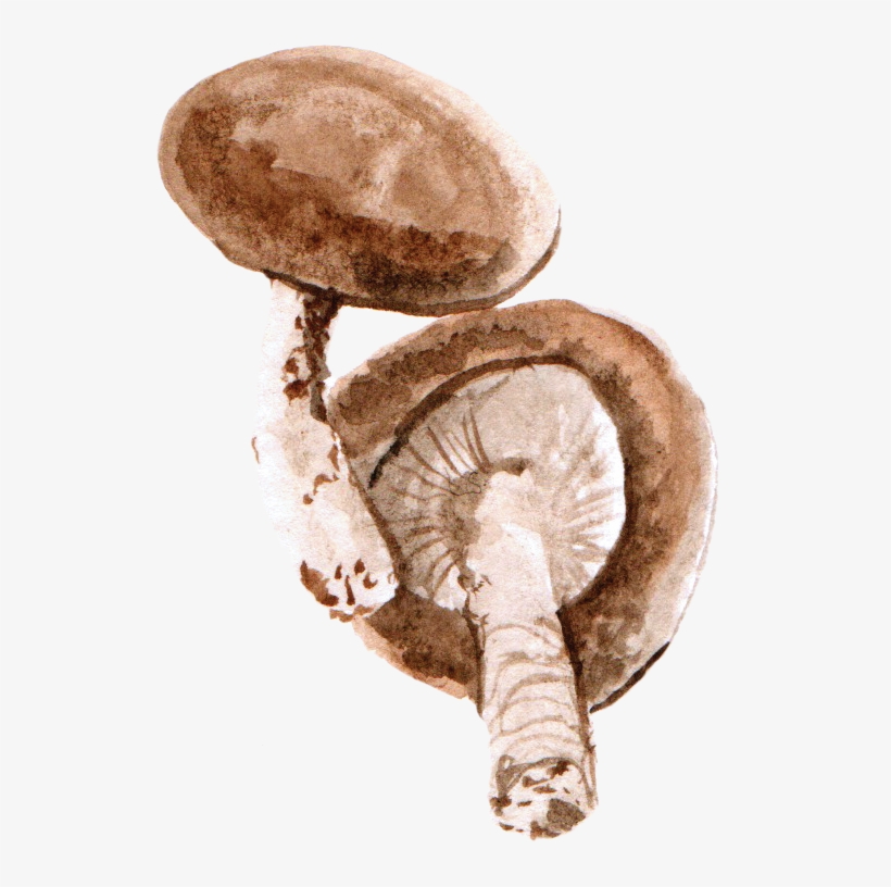 File - 香菇mushroom - Watercolor Mushroom Png, transparent png download