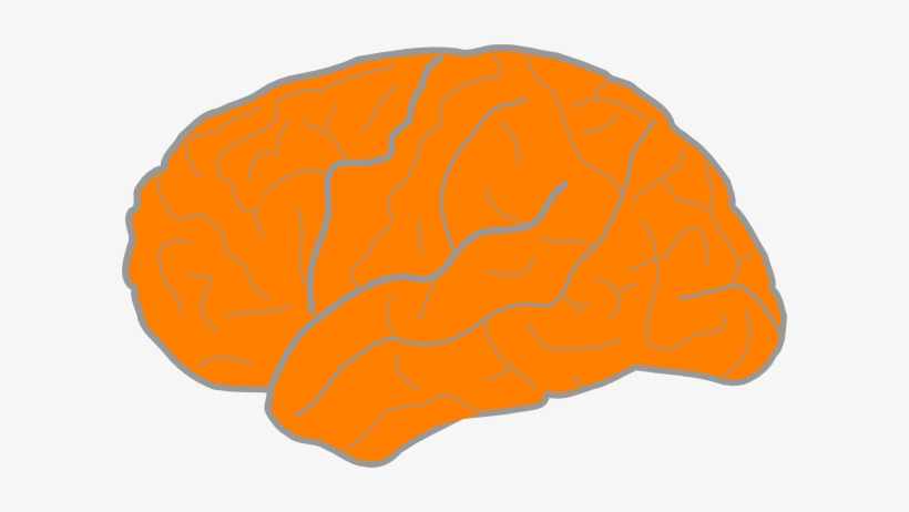 How To Set Use Orange Brain Clipart, transparent png download