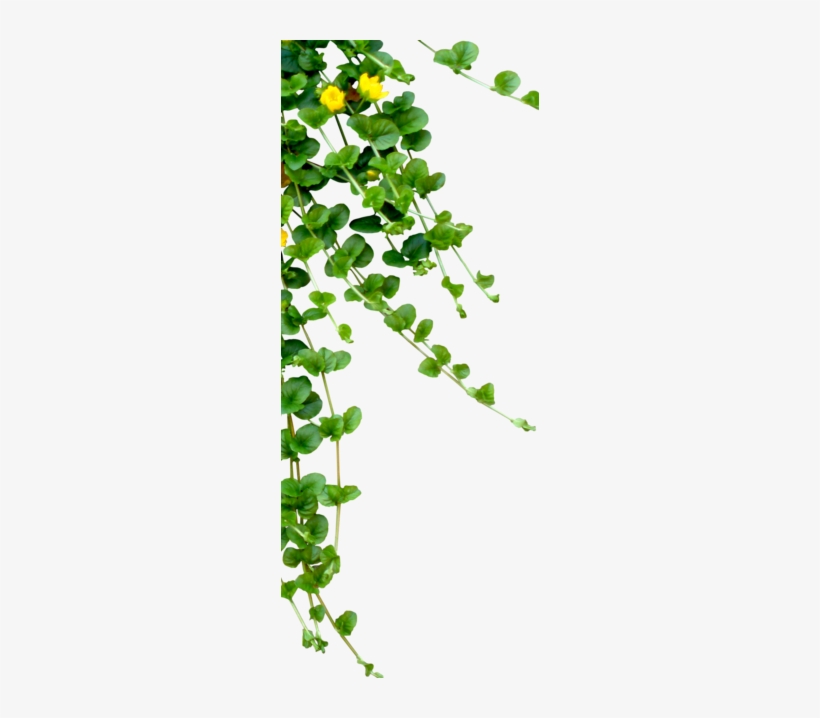 Sapnon Ki Home Delivery, transparent png download