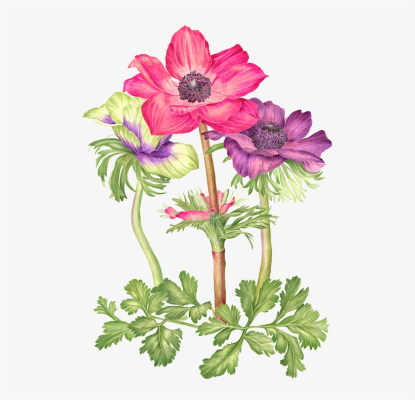 Image Du Blog Zezete2 - Botanical Illustration, transparent png download