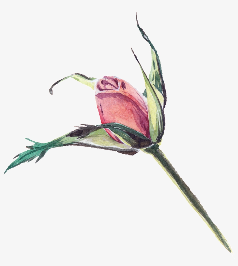 Purple Flower Floral Watercolor Transparent Flower - Rose, transparent png download