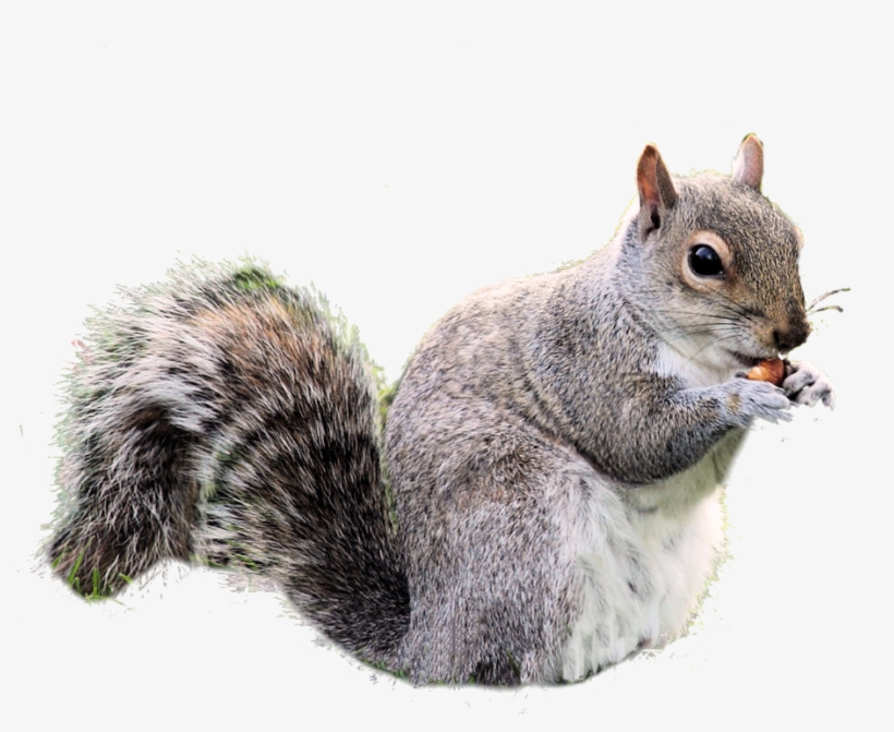 Free Download Squirrel Png Images - Squirrel Transparent, transparent png download