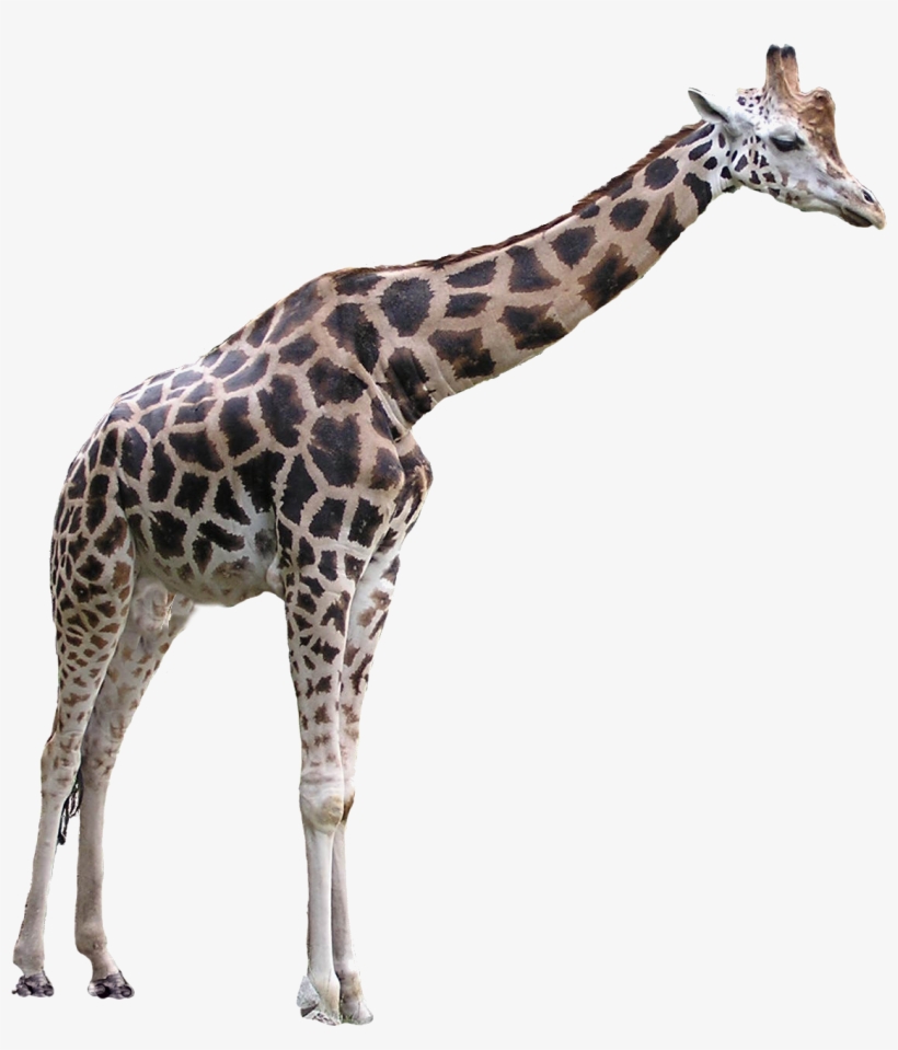 Giraffe - Giraffe Transparent, transparent png download