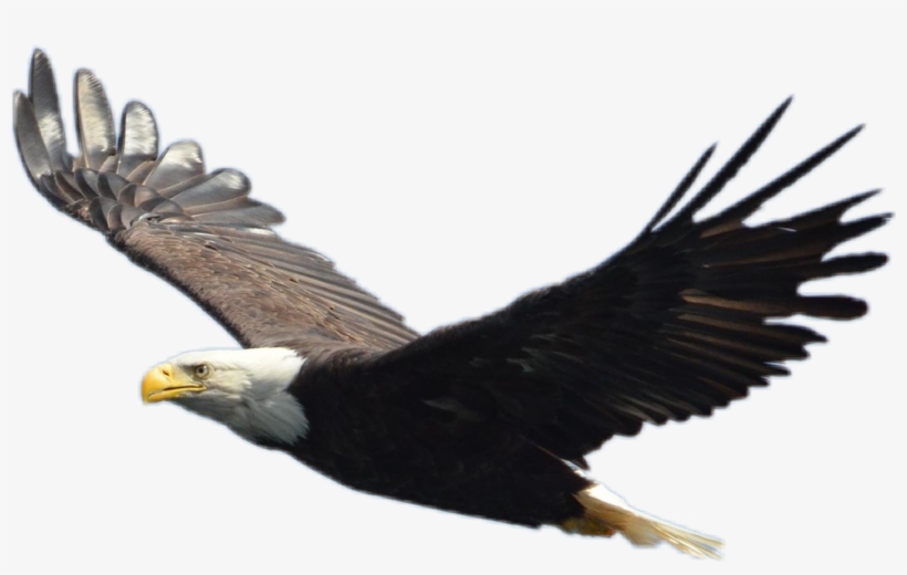 Report Abuse - Alaskan Bald Eagle, transparent png download