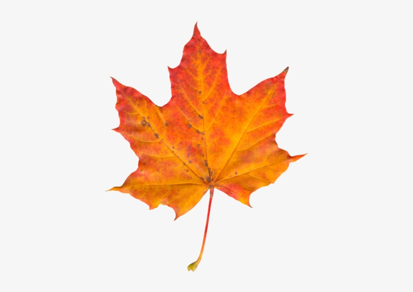 Autumn Leaf Png Transparent Image - Png Leaf, transparent png download