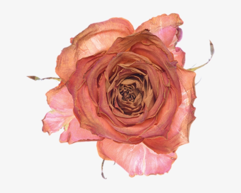 Rose - Mila Louise Oum Porte Monnaie Ecaille Camel, transparent png download