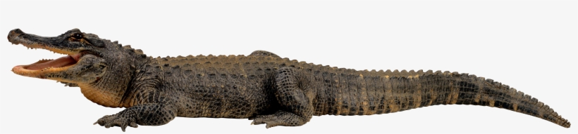 Elephant Stomping A Gator, transparent png download