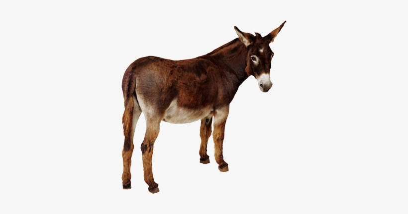 Donkey Png10 - Cafepress Donkey Throw Pillow, transparent png download