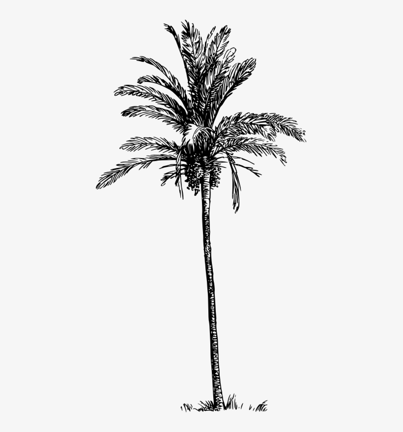 Clipart Resolution 429*800 - Palm Trees, transparent png download