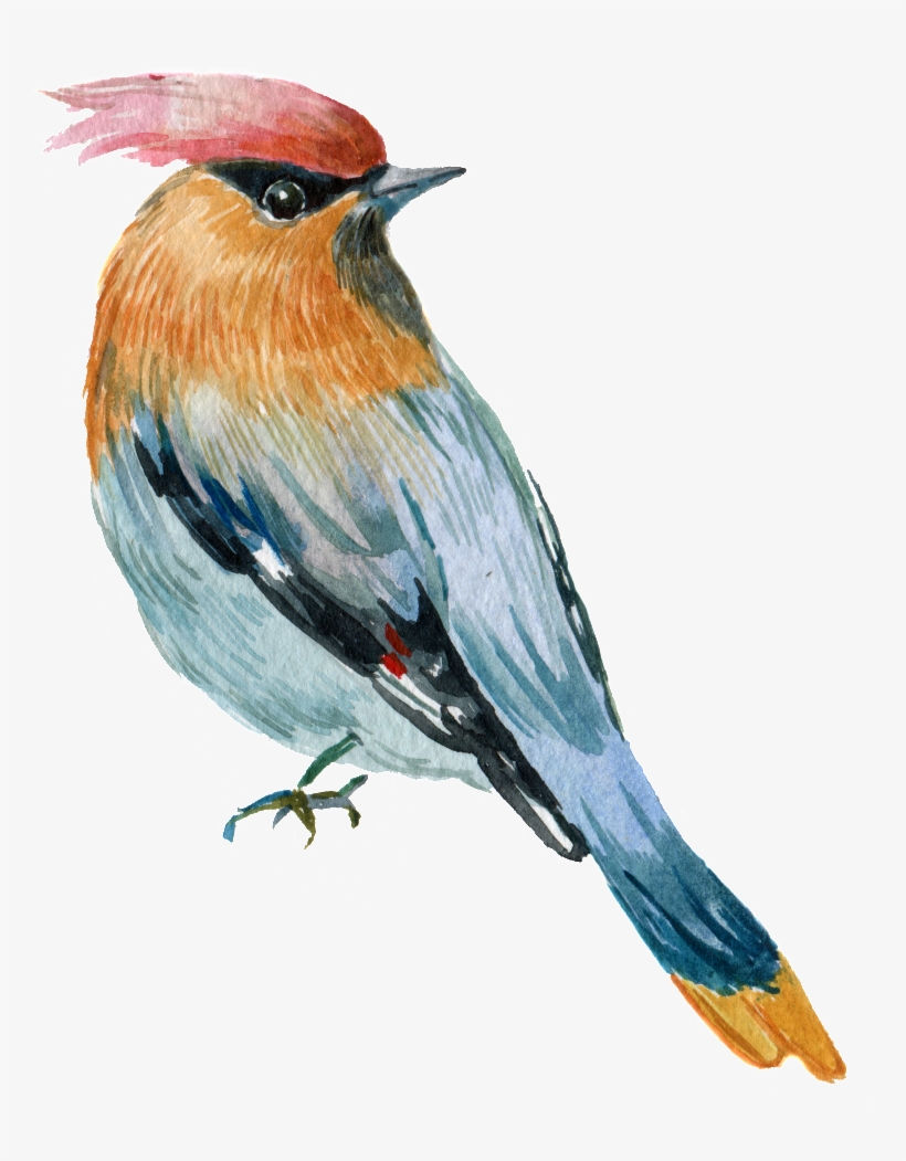 Hand Painted A Rare Parrot Png Transparent - Coloring Book, transparent png download