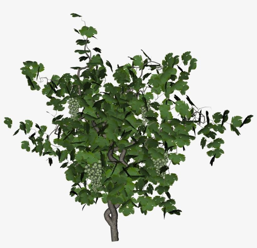 Free Icons Png - Grape Vine Png, transparent png download