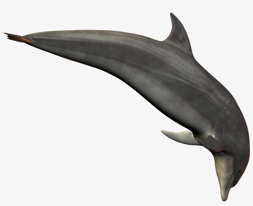 Dolphin Png Image - Delfin Real Png, transparent png download