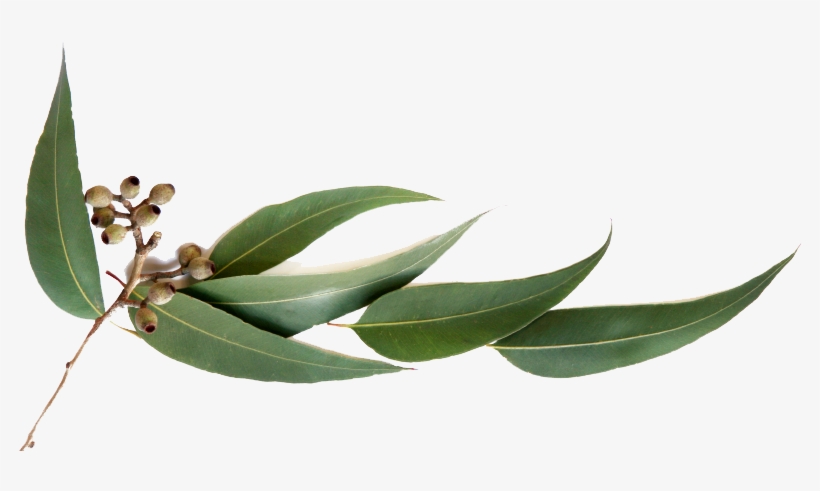 Eucalyptus Leaves Png - Eucalyptus Png, transparent png download