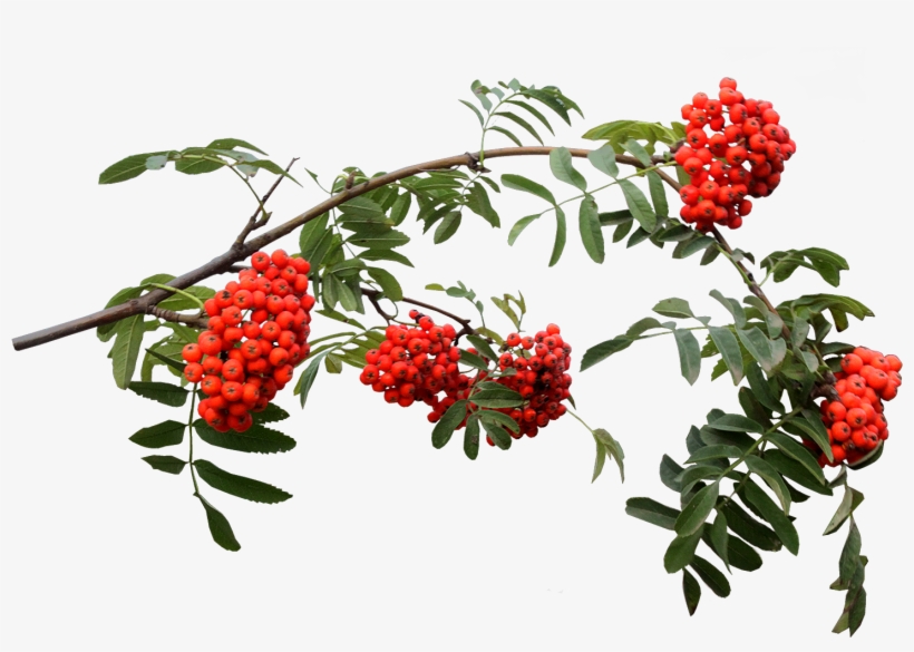 Download Png Images - Fruit On Vine Png, transparent png download