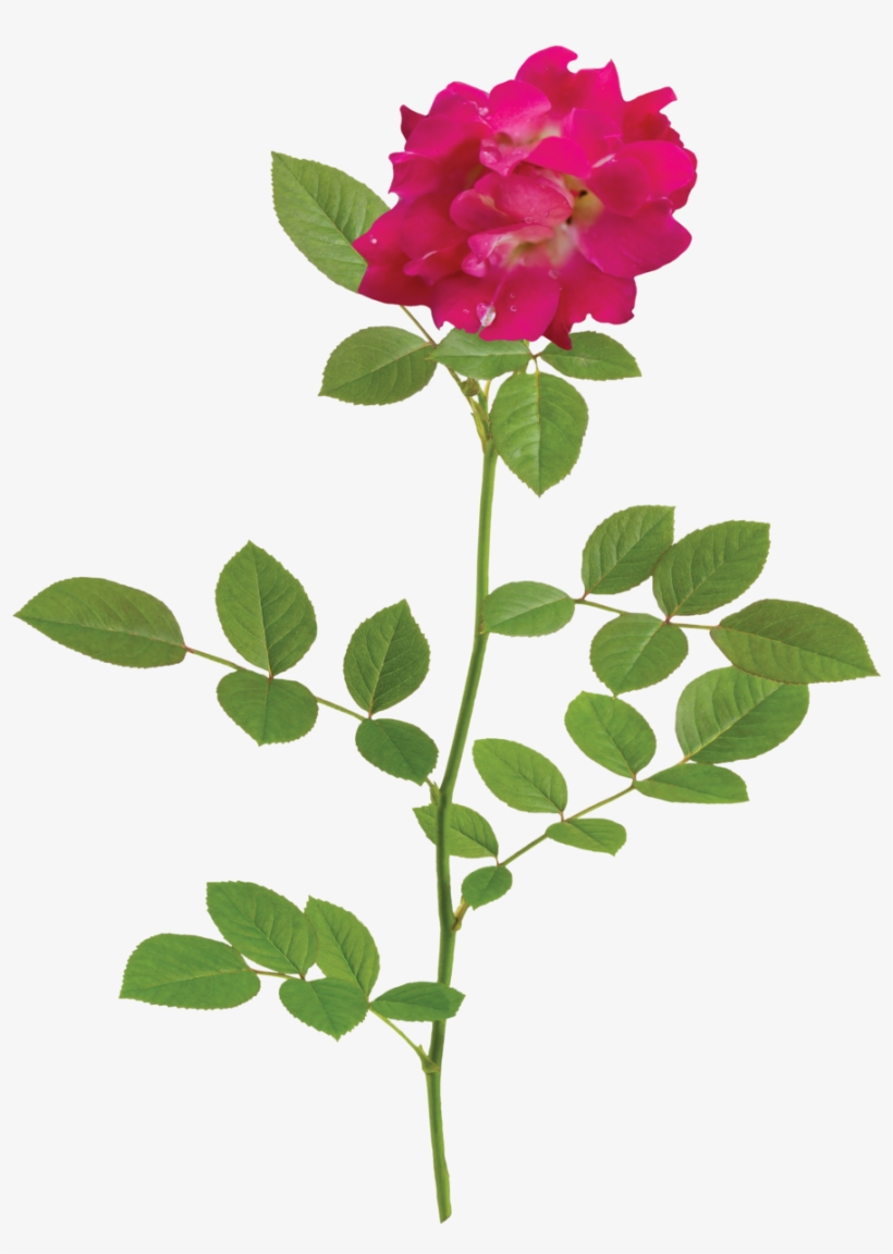 The Red Drift® Rose - Natural Rose Png, transparent png download