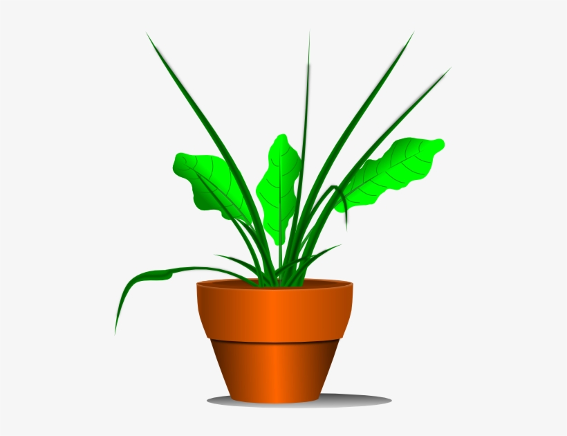 Plant Clipart Transparent - Plant Clipart, transparent png download