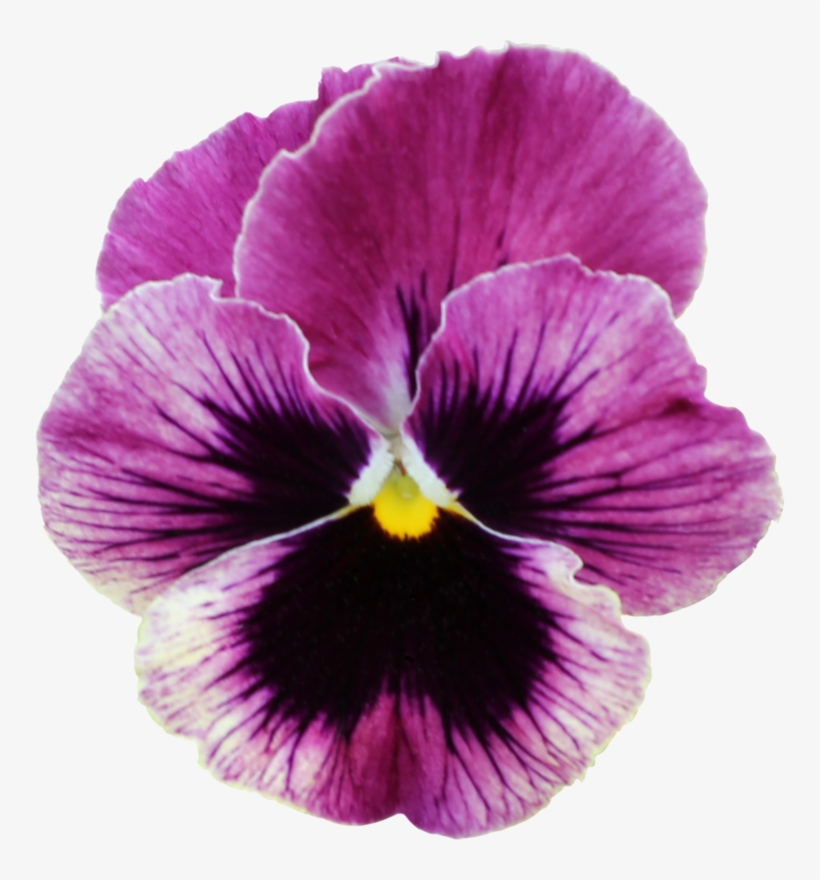 Фото, Автор Ladyo2004 На Яндекс - Watercolor Painting, transparent png download