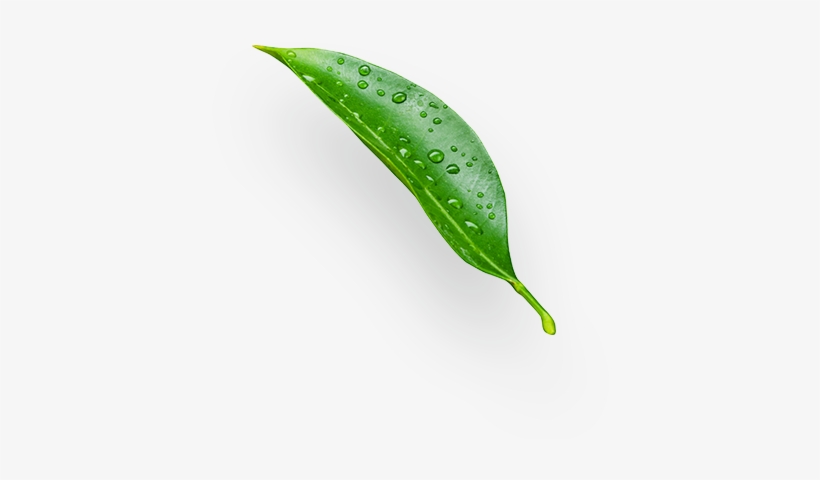 Limes - Stock Photography, transparent png download