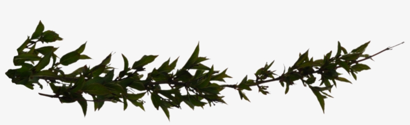 Branch Png Hd, transparent png download