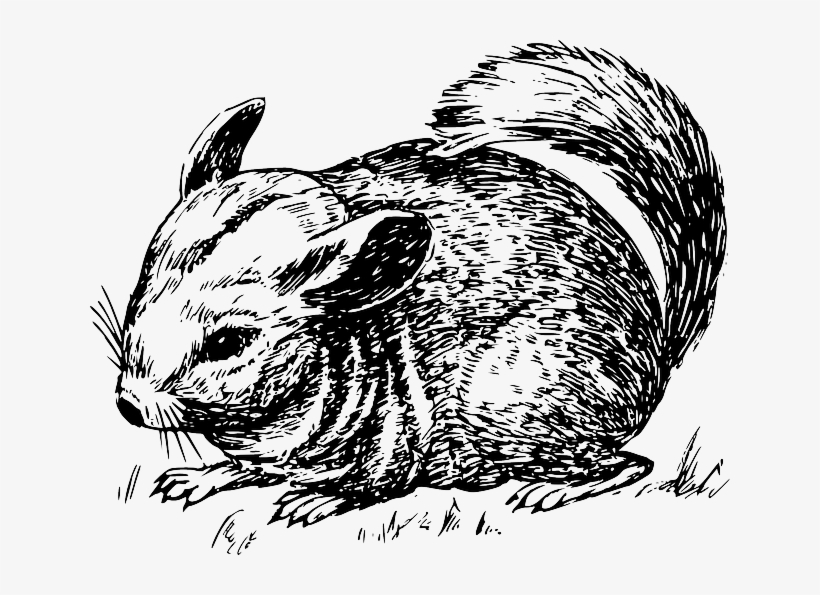 Drawing, Grass, Animal, Tail, The, Chinchilla, Furry - Complete Guide To Chinchilla Care:, transparent png download
