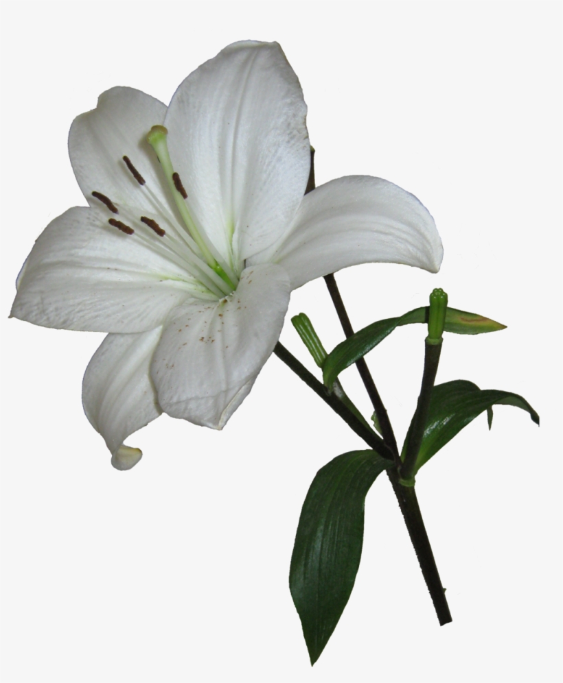 Download Amazing High-quality Latest Png Images Transparent - Lilies Png, transparent png download