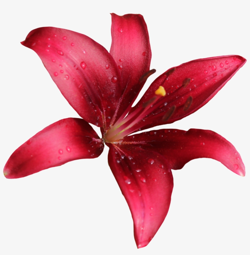 Lily Png Free Download Red Lily Flower Png Png Image Transparent Png Free Download On Seekpng