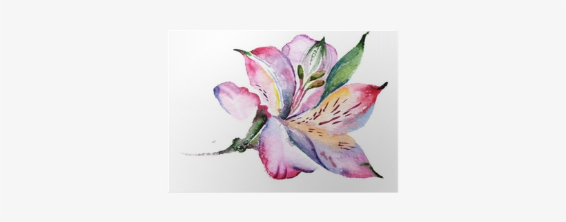 Alstroemeria Watercolor, transparent png download